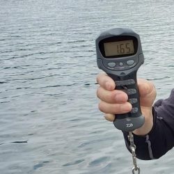 春アオリイカ狙い